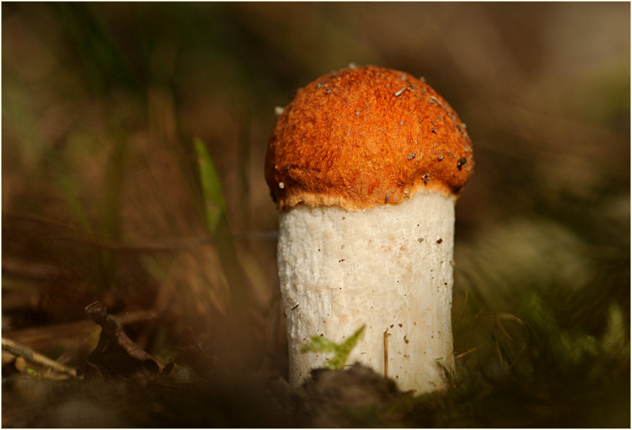 Espenrotkappe (Leccinum rufum)