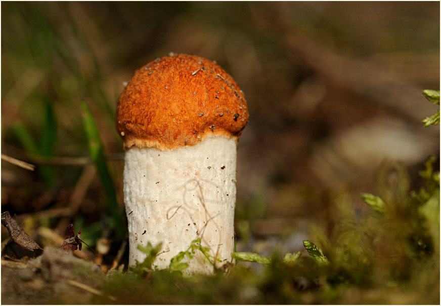 Espenrotkappe (Leccinum rufum)