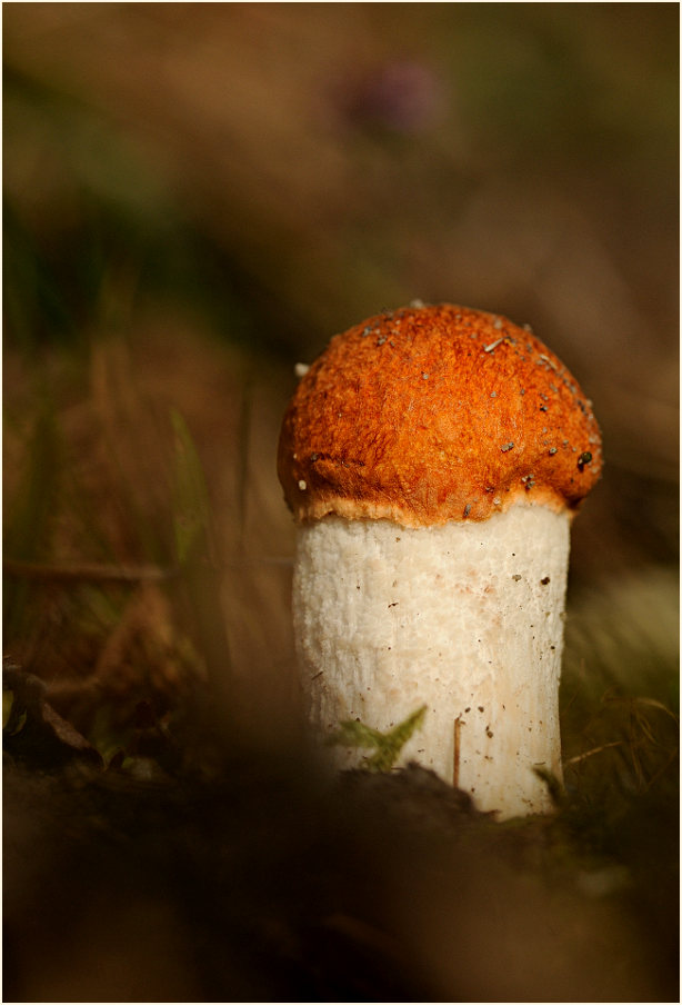 Espenrotkappe (Leccinum rufum)