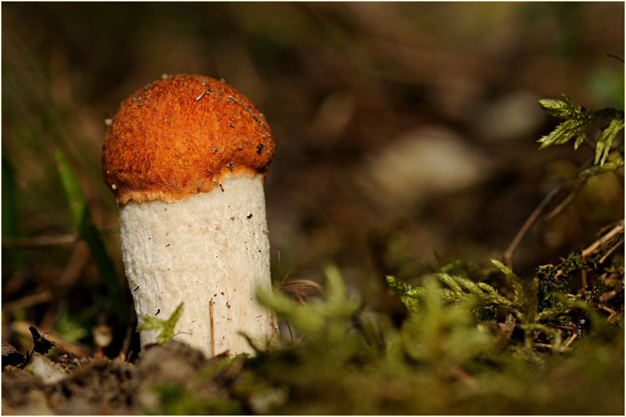 Espenrotkappe (Leccinum rufum)