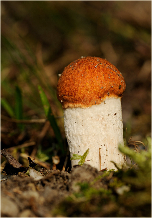 Espenrotkappe (Leccinum rufum)