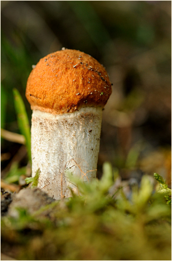 Espenrotkappe (Leccinum rufum)