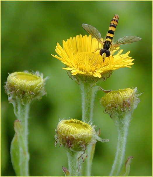 Ruhrwurz (Pulicaria dysenterica)