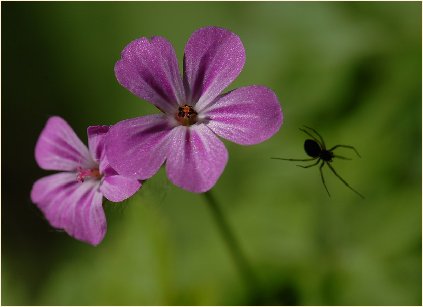 Ruprechtskraut (Geranium robertianum)