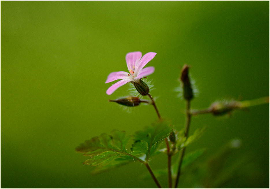 Ruprechtskraut (Geranium robertianum)
