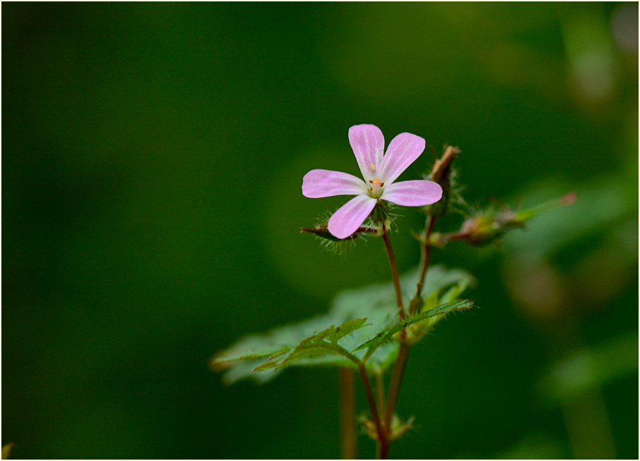 Ruprechtskraut (Geranium robertianum)