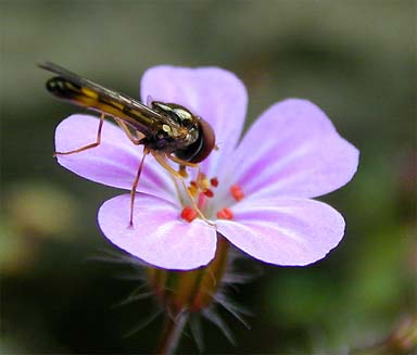 vergr&ouml;&szlig;ern