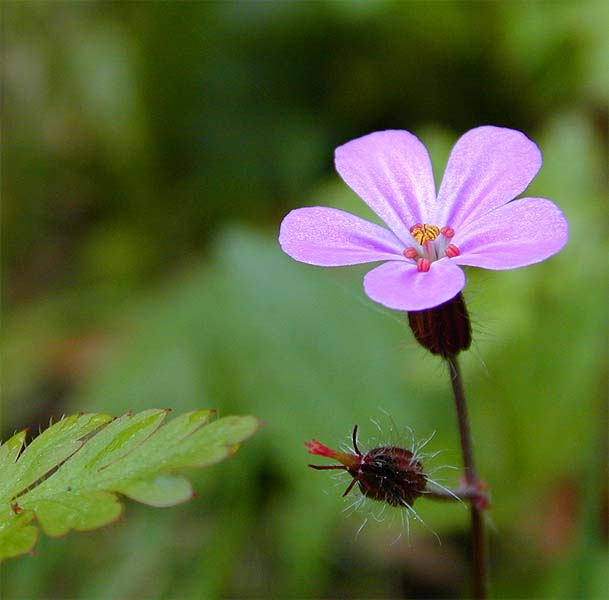 Ruprechtskraut (Geranium robertianum)