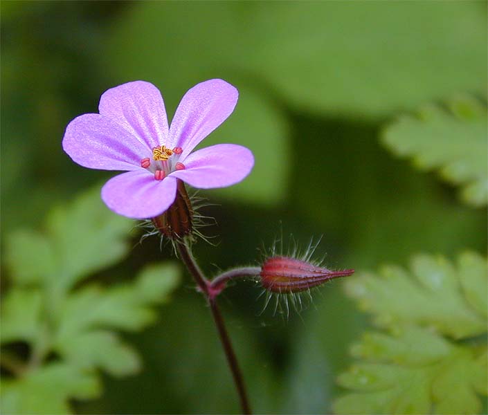 Ruprechtskraut (Geranium robertianum)