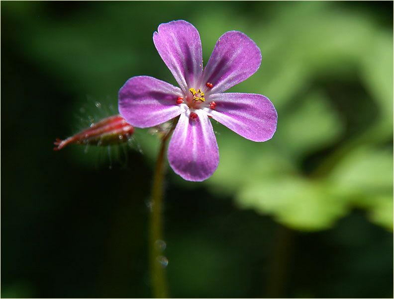 Ruprechtskraut (Geranium robertianum)