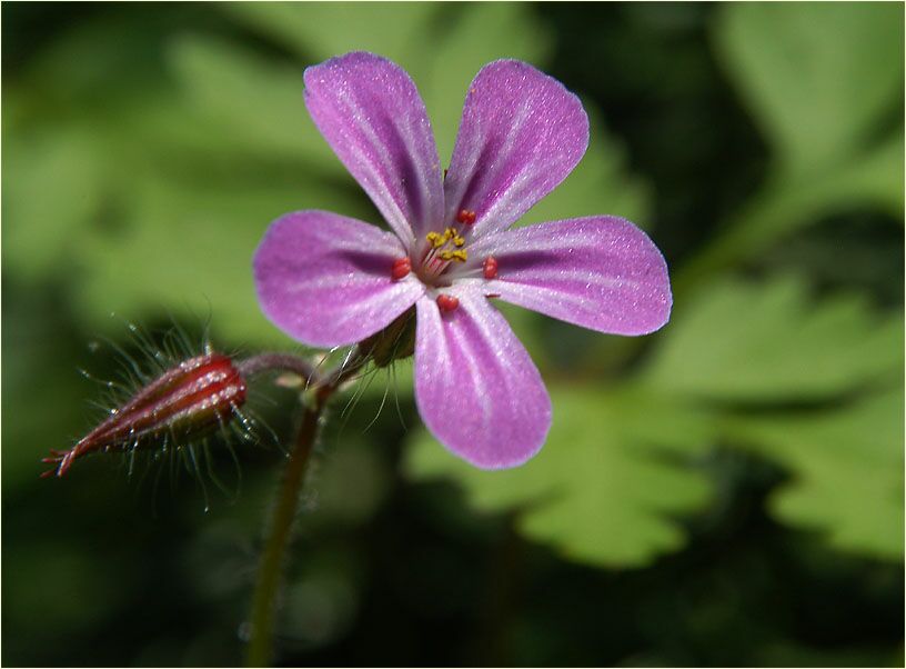 Ruprechtskraut (Geranium robertianum)