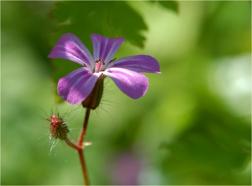 Ruprechtskraut (Geranium robertianum)