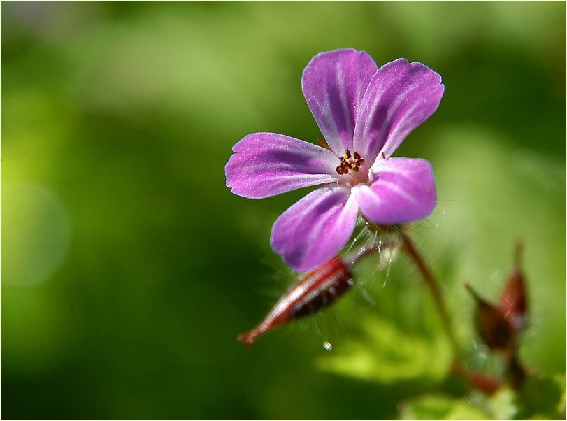 Ruprechtskraut (Geranium robertianum)