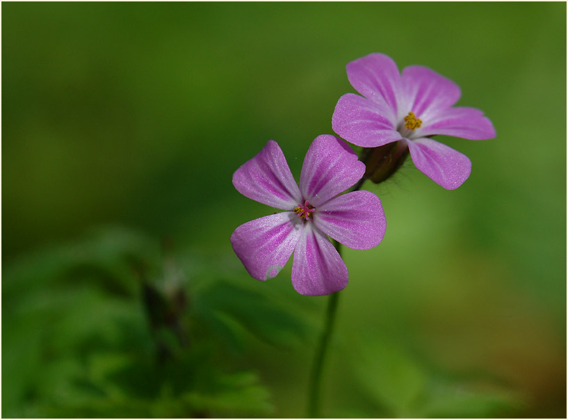 Ruprechtskraut (Geranium robertianum)