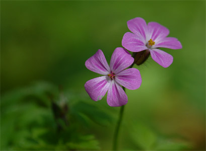 vergr&ouml;&szlig;ern