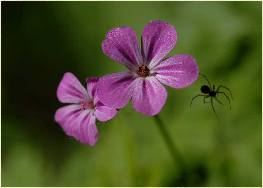 Ruprechtskraut (Geranium robertianum)