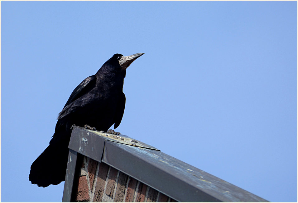 Saatkrähe