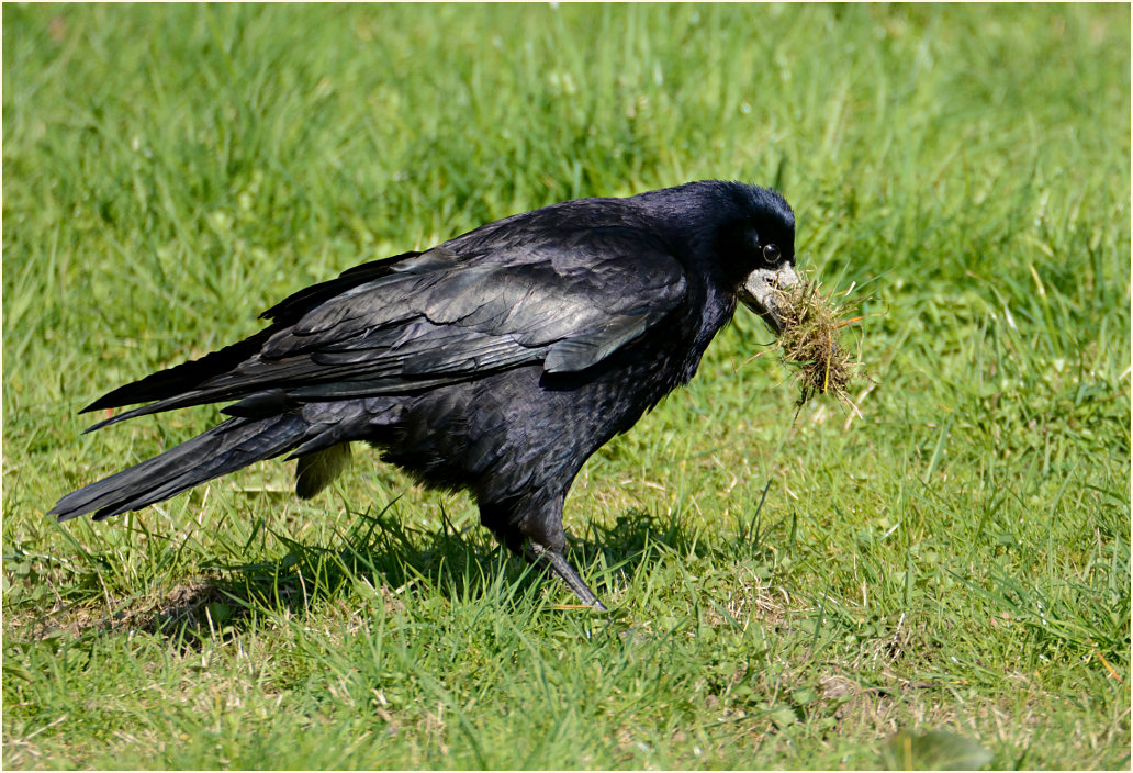 Saatkrähe