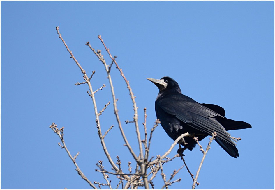 Saatkrähe