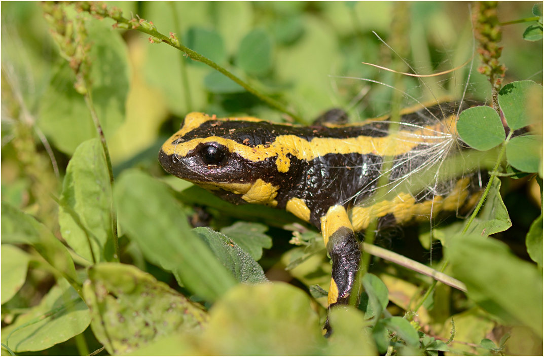 Feuersalamander