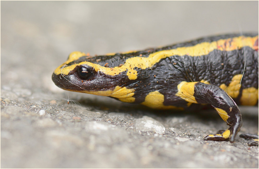 Feuersalamander
