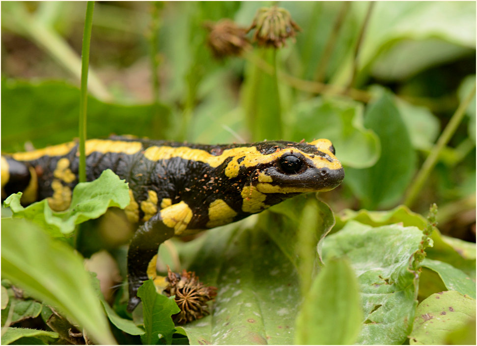 Feuersalamander