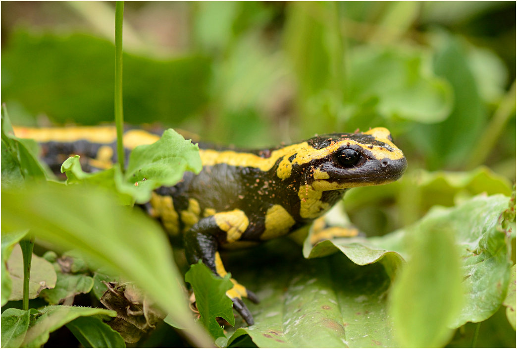 Feuersalamander