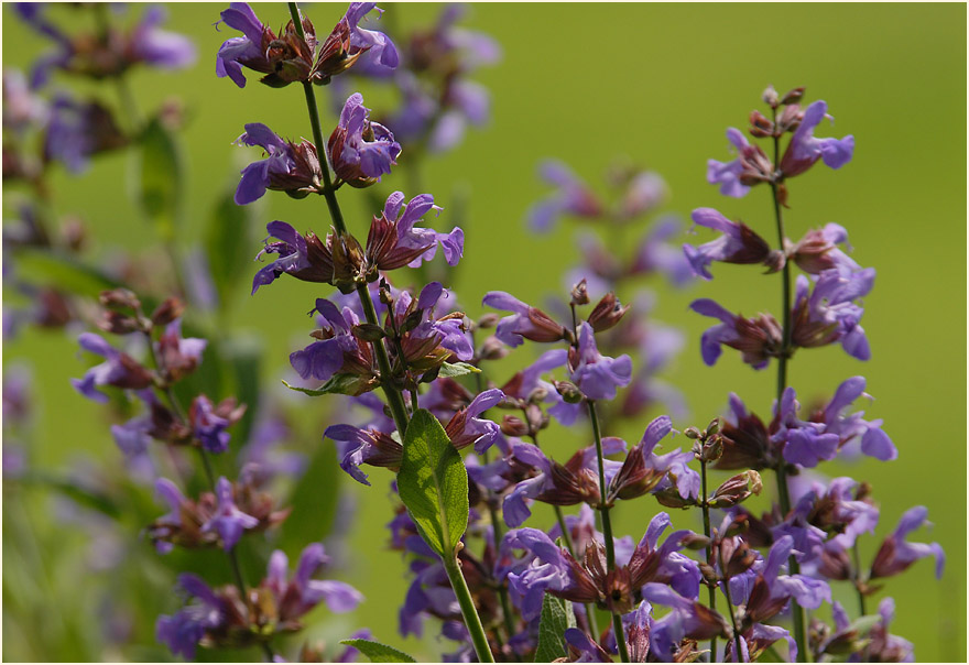 Salbei (Salvia)