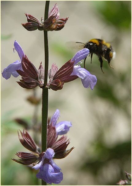 Salbei (Salvia)