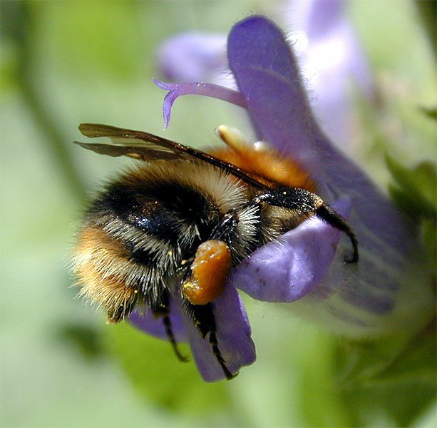 Hummel in Salbeiblüte (Salvia)