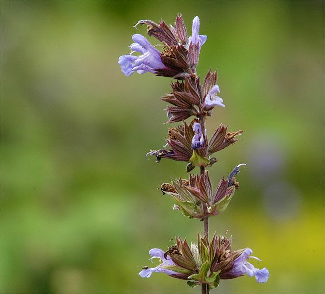 Salbei (Salvia)