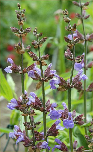 Salbei (Salvia)