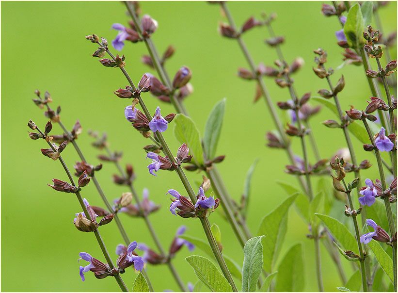 Salbei (Salvia)