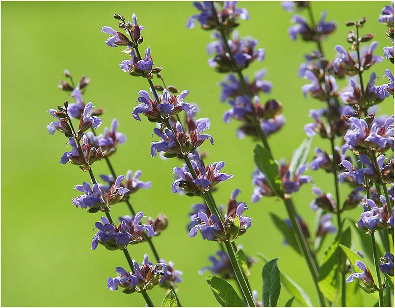 Salbei (Salvia)