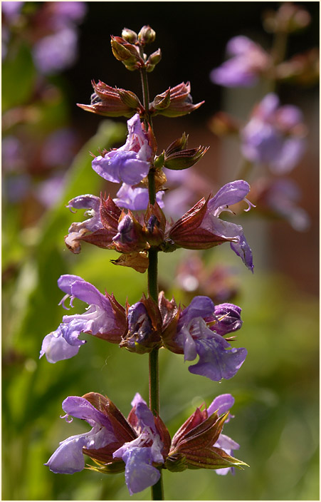 Salbei (Salvia)