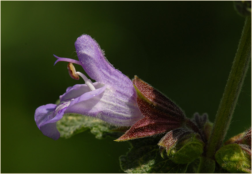 Salbei (Salvia)