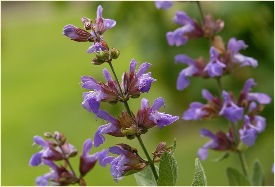 Salbei (Salvia)