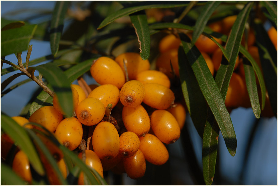 Sanddorn(Hippophae rhamnoides)