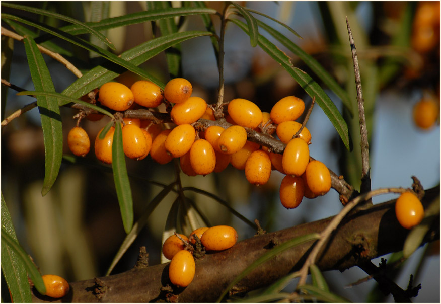 Sanddorn(Hippophae rhamnoides)