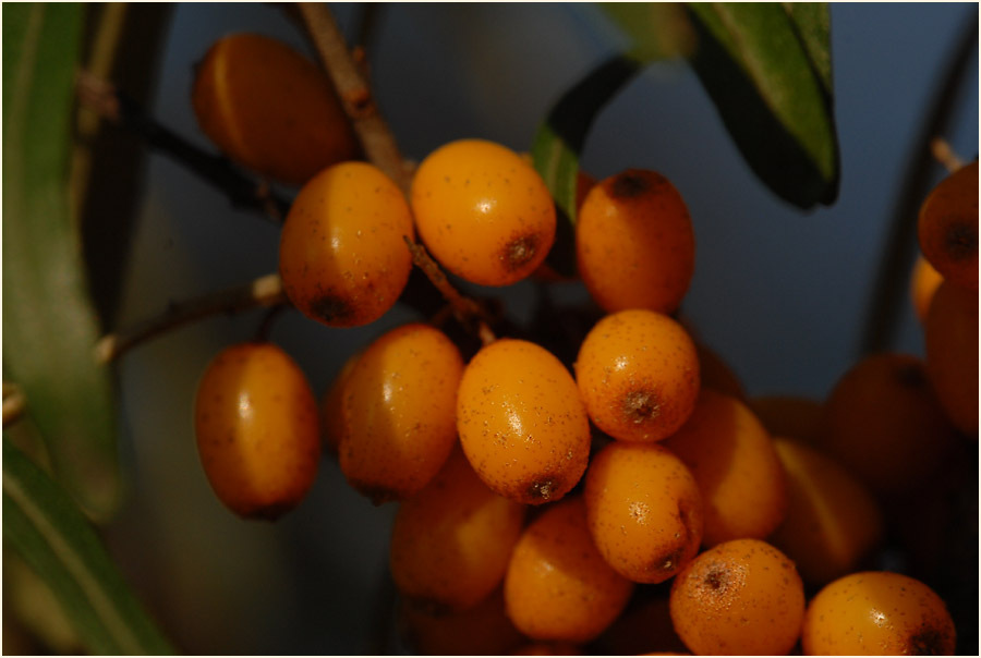 Sanddorn(Hippophae rhamnoides)