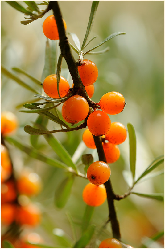 Sanddorn(Hippophae rhamnoides)