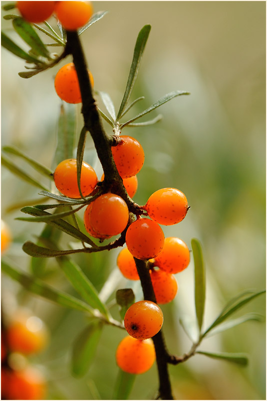 Sanddorn(Hippophae rhamnoides)