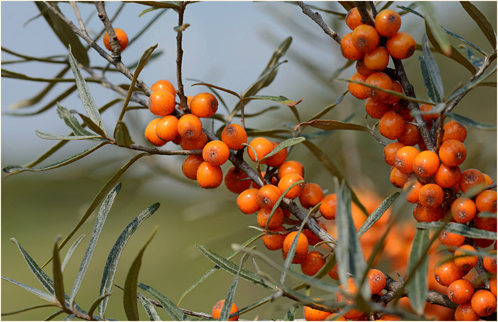 Sanddorn(Hippophae rhamnoides)