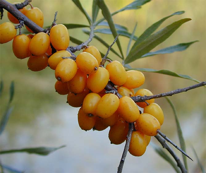 Sanddorn(Hippophae rhamnoides)