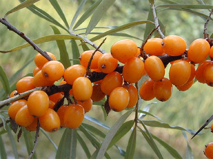 Sanddorn(Hippophae rhamnoides)