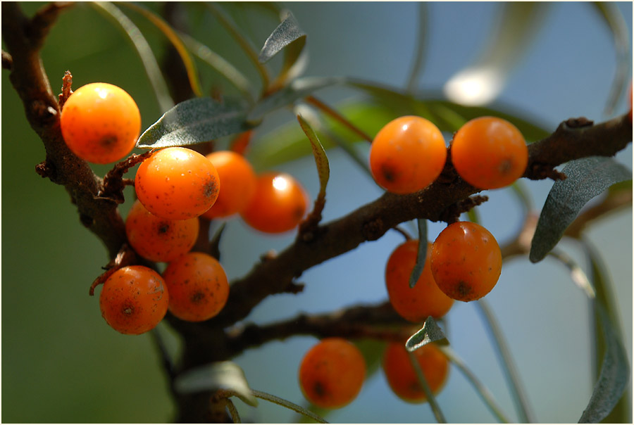 Sanddorn(Hippophae rhamnoides)