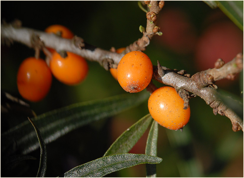 Sanddorn(Hippophae rhamnoides)