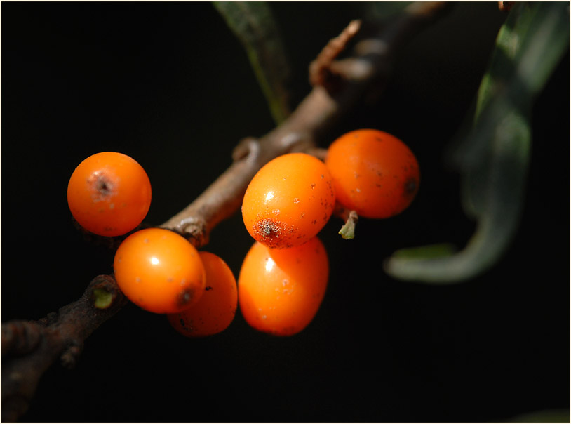 Sanddorn(Hippophae rhamnoides)