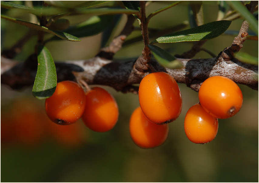 Sanddorn(Hippophae rhamnoides)