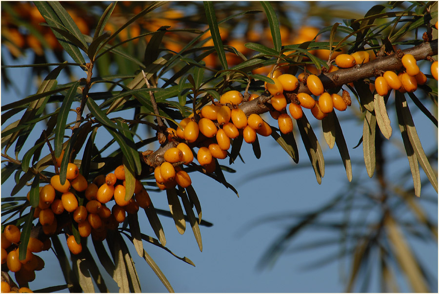 Sanddorn(Hippophae rhamnoides)